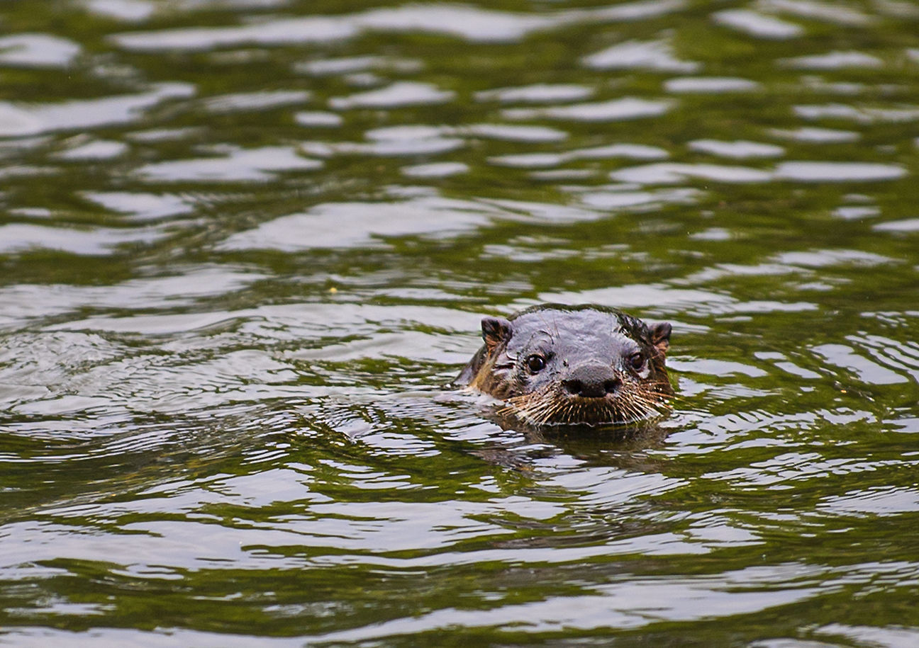 What otter you looking at?